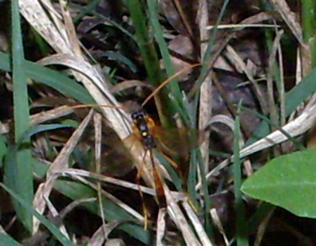 Icneumonide verosimilmente Anomaloninae